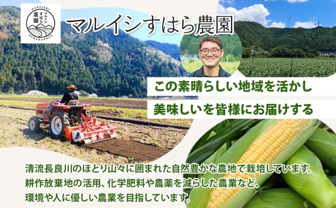 朝採り とうもろこし すはらコーン 8～12本 トウモロコシ イエロー 玉蜀黍 コーン 旬 夏野菜 甘い 朝採れ 自家用 ギフト 手土産 贈答用 産地直送 マルイシすはら農園 岐阜県 美濃市