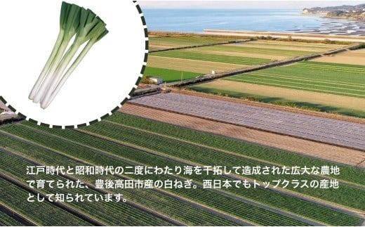 ネギ 【先行予約】産地直送・新鮮！甘くて美味しい白ネギ (3kg前後) 西日本トップクラスの産地・大分県豊後高田市産 広大な干拓で育ったミネラル豊富な白ねぎ ネギ ねぎ 長ネギ 鍋 野菜 149977bt1