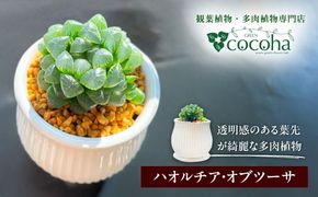 キラキラ輝く砂漠の宝石 『ハオルチア・オブツーサ』 糸島市 / cocoha?観葉植物 グリーン 緑 インテリア[AWB043]