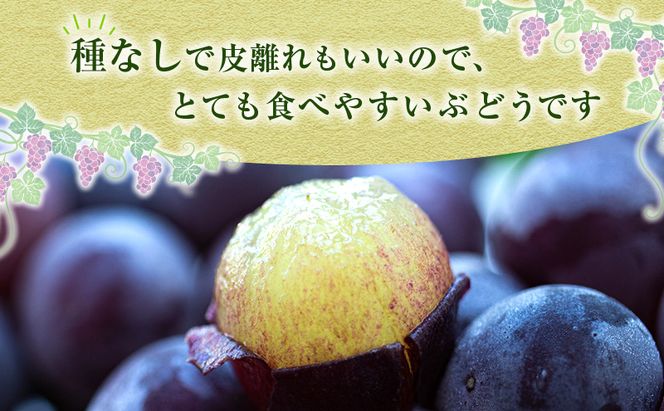 ニュー ピオーネ 約4kg ぶどう 葡萄 フルーツ 岡山 高梁市産 2026年 先行予約 果物類 果物 