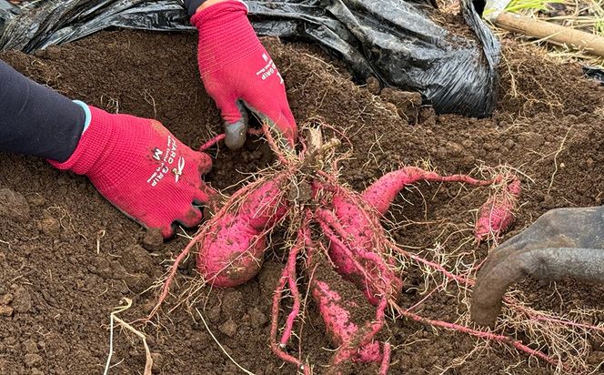 さつまいも 紅はるか 10kg | サツマイモ さつま芋 芋 べにはるか 熟成 静岡県 御殿場市 ※2026年10月～発送