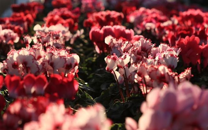 シクラメン  (お色おまかせ)  6号鉢 / 花 お花 ガーデニング 家庭 園芸 家庭菜園 庭いじり【wakuyaengei002】