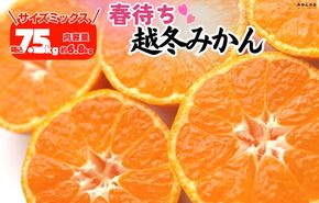 みかん 春待ち 越冬みかん 箱込7.5kg(内容量6.8kg) 等級／サイズミックス 和歌山県産 産地直送 AX432
