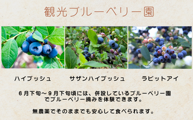 蒜山高原 ブルーベリーキャンプ場 デイキャンプ or オートキャンプ チケット / 岡山県 真庭市 蒜山 カルチベートガーデン 旅行 家族旅行 体験 自然 ブルーベリー摘み レジャー アウトドア ソロキャンプ チケット 引換券 子供 夏休み 【kbkb007-01】