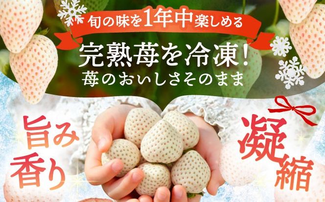 冷凍白いちご 1kg 果物 フルーツ いちご 愛西市 / くぼ苺農園 【配達不可：離島】[AECJ028]