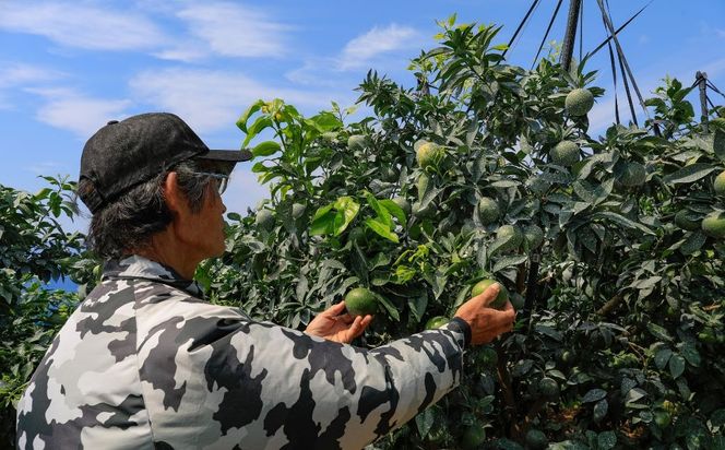 【先行予約】【数量限定】＼農園直送／愛媛県産 愛果28号 3kg×2箱（2025年12月中旬より順次発送） IKTV006