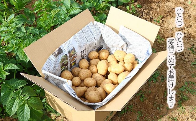 じゃがいも10kg（デジマ）