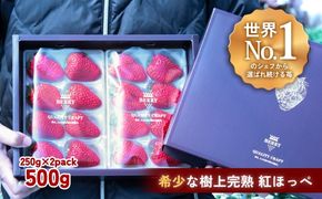 【完熟クラフト苺BERRY】有名シェフ御用達【樹上完熟紅ほっぺ】約500g（出荷2026年12月上旬～2027年5月下旬）【yuji0005】
