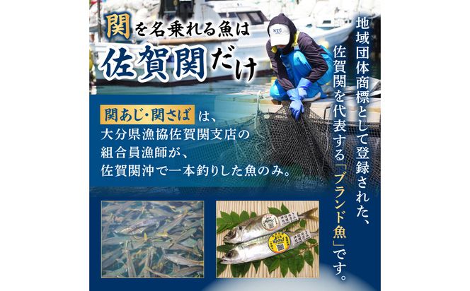 【E04018】 関冷刺　関あじ（大）