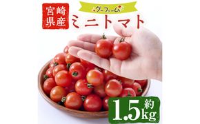 ＜先行予約受付中！2025年12月から順次発送予定＞＜期間限定＞ミニトマト(約1.5kg) 野菜 とまと フルーツトマト サマー千果 アイコ サラダ 【グーファーム】【GF-4】