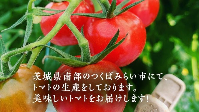 ぜいたくトマト！ 約2kg × 2箱 合計 約4kg ( 18～24個 ) トマト 大玉トマト  新鮮 美味しい 野菜 [J011-NT]