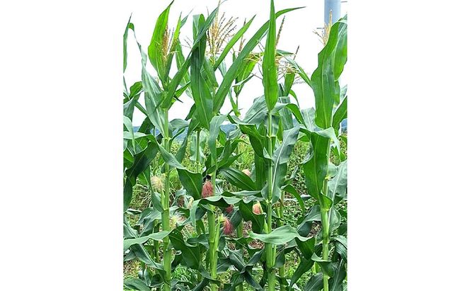 北海道 幕別町産 中山農園 朝どれ とうもろこし 3種 15本 [ 北海道産 スイートコーン 野菜  十勝 幕別 新鮮 テレビで紹介 ] 