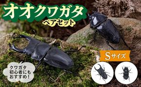 オオクワガタ ペア (Sサイズ)　糸島市 / 糸島クワガタの森 昆虫 ペット [AUN002] クワガタ オオクワガタ  クワガタムシ 昆虫 ペット 虫 生体 国産 ペア 成虫