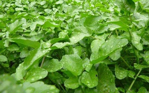 【1-224】はぜのクレソンと里山の恵みセット（11月～4月発送）