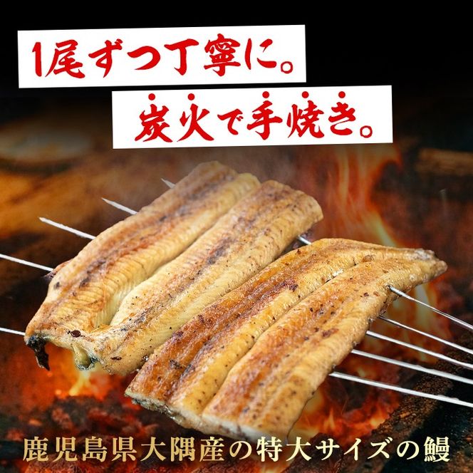 【0174320a】東串良町のうなぎ炭火白焼(無頭)(2尾・計約300g・タレ、山椒付) うなぎ 高級 ウナギ 鰻 国産 白焼き 鹿児島 ふるさと 人気【アクアおおすみ】
