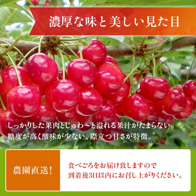  [先行受付] さくらんぼ 紅秀峰 2Lサイズ 以上1kg（500g×2パック）化粧箱入 サクランボ チェリー フルーツ 果物 果物類 ギフト 贈答品 北海道 仁木町 仁木 [小林信幸]
