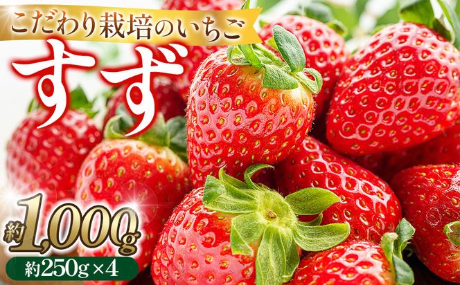 こだわり栽培 いちご すず 約1kg（約250g×4パック）【2026年1月末～2026年4月末までお届け】 232238_DS001