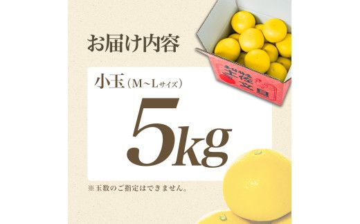 【日本ギフト大賞2024受賞】【先行予約】 園主こだわりの土佐文旦 5kg 小玉（L～Mサイズ） 2027年1月下旬より順次発送 家庭用 贈答用 ぶんたん ブンタン 柑橘 みかん フルーツ 果物 お取り寄せ 【やの一果彩】 [BQAC017]