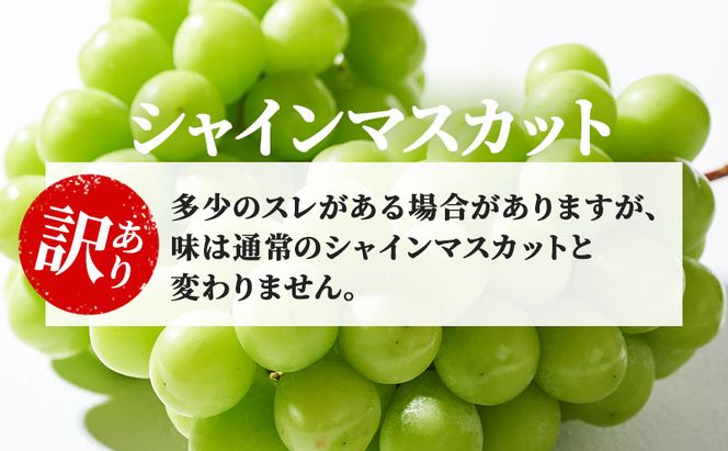 訳あり シャインマスカット 約1.2kg 粒 YANAGISAWA ぶどう 長野 マスカット ブドウ フルーツ 果物 シャイン 果物類 