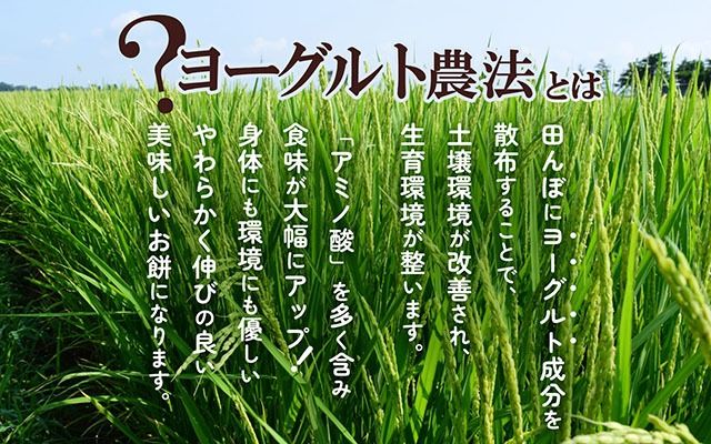 【11月より順次発送】梅木もち屋 米どころの紅白もち 270g×3袋（入金期限：2026.2.20）庄内産『でわのもち』使用 個包装 丸餅