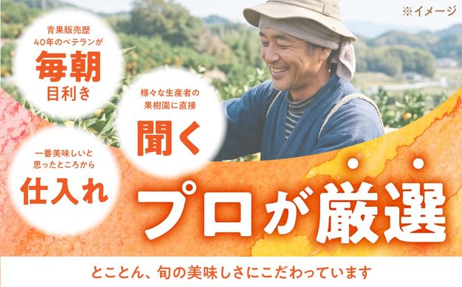 【12回コース】果物屋が選ぶ旬のフルーツ定期便 いちご メロン びわ みかん 梨 柿 など / 南島原市 / 贅沢宝庫 [SDZ023]