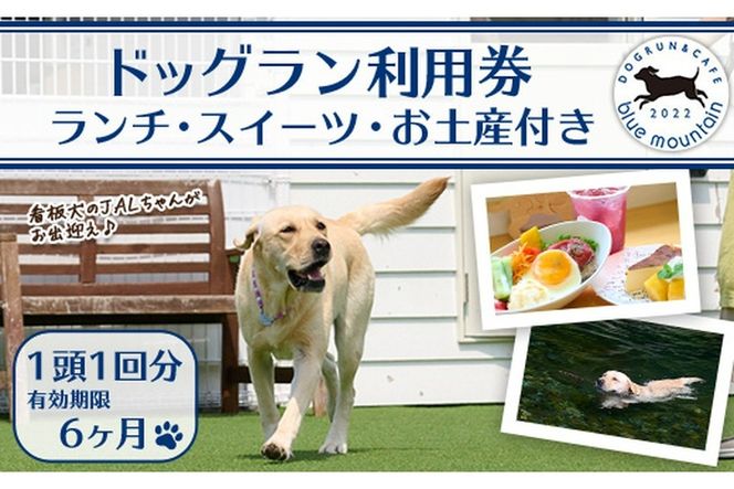 メール便でお届け！ドッグラン利用券(ランチ・スイーツ・お土産付き)(1頭1回分) 犬 ワンちゃん ペット チケット おやつ カフェ 体験 レジャー 自然 屋内 屋内 ラン ポスト投函 大分県 佐伯市【HI001】【ドッグラン&カフェblue mountain】