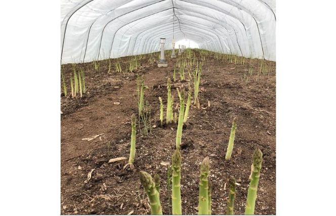 2026年春発送 ふらの産 グリーンアスパラ1kg［Lサイズ］ハウス栽培 富良野 北海道 野菜 アスパラ 朝採り アスパラガス