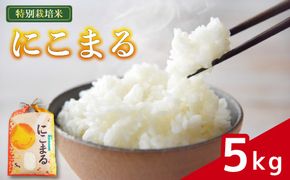 米 にこまる 5kg 農家直送 特別栽培米 精米 令和7年度産 お米 新生活 贈り物 人気米 ご飯 白米 コメ 贈答 静岡県 藤枝市