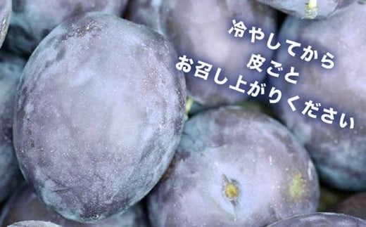 プルーン 約2kg ［おぶせファーマーズ］果物 フルーツ 生プルーン 産地 直送 クール便 冷蔵便 長野県産 信州産 令和7年産 【2025年7月下旬〜9月中旬発送】 ［F-21］
