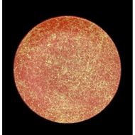 フラットプレート（D）乱糸（マット仕上げ）本朱［NF106］ 303446_CU90049VC01