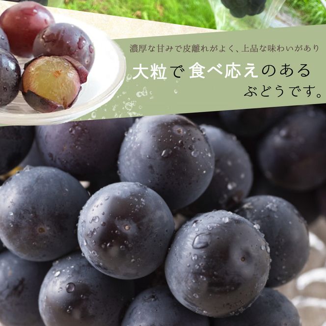 紀州和歌山産 ピオーネ 約2kg ※2026年8月下旬頃〜2026年9月下旬頃に順次発送 ※日付指定不可 ぶどう ブドウ 葡萄 果物 くだもの フルーツ【uot781】