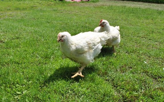 【毎月定期便（12ヵ月）】恵那どり　ささみ　冷凍　バラ凍【2kg】  [No.1143]