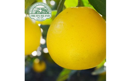 先行予約 訳あり 美生柑 みしょうかん 約10kg 河内晩柑 不揃い 大小ミックス 傷あり ばんかん フルーツ 果物 くだもの 文旦 晩生柑 厳選 愛媛 みかん 蜜柑 愛南 ご当地 ブランド 