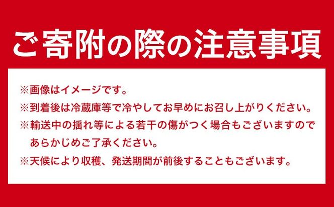 【先行予約】紀州和歌山県ブランドいちご「まりひめ」約250g×4パック 計1kg 株式会社魚鶴商店《2027年3月上旬-3月下旬頃出荷》和歌山県 日高町 いちご 苺 まりひめ フルーツ 果物 スイーツ 送料無料 ---wsh_cuot219_3j3g_25_20000_4p---