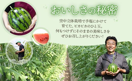 スイカ 定期便 【３回定期便】ルナ・ピエナスイカ(大玉) 1玉 Wyu-0042
