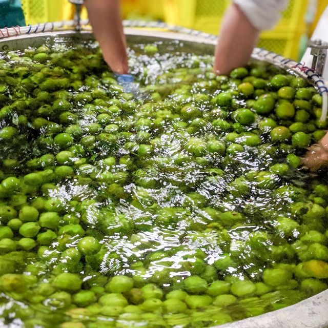 梅酒 500ml 018-046