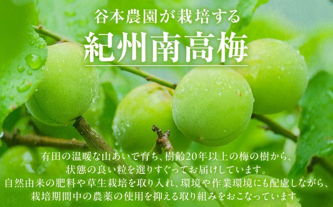 手もぎ 完熟南高梅 5kg 大粒 3Lサイズ以上 谷本農園 CX063