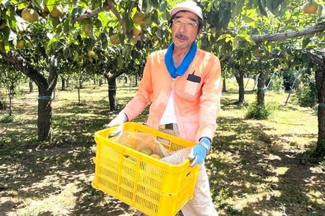 【先行受付】男鹿梨 「伊藤梨園」の南水 梨 約5kg 2L～3L 14玉～16玉 秋田県 男鹿市 旬の果物 2026年10月中旬以降出荷|23_itn-020501