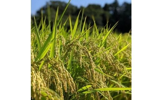 お米屋が厳選した 農家単一の茨城県産 こしひかり 5kg ※離島への配送不可 ※2026年1月下旬～8月下旬頃に順次発送予定