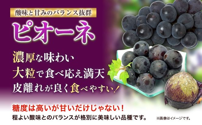 【2025年産先行予約】3ヶ月 定期便 食べ比べセット たたらみねらる シャインマスカット 瀬戸ジャイアンツ ピオーネ 各1房《8月下旬-10月下旬頃出荷》岡山県 笠岡市 マスカット ぶどう ブドウ 葡萄 フルーツ 果物 たたらみねらる 食べ比べ セット---Y-08---