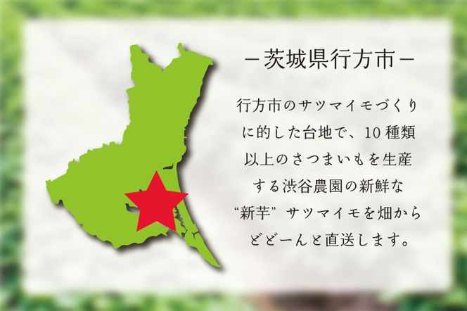 【12ヶ月定期便】渋谷農園の毎月食べ比べさつまいも 約10kg｜さつまいも サツマイモ さつま芋 お芋 食べ比べ 定期便 毎月 紅はるか きみまろこ シルクスイート 栗かぐや 渋谷農園 さつまいも博 茨城県産 茨城県 行方市(BZ-22)