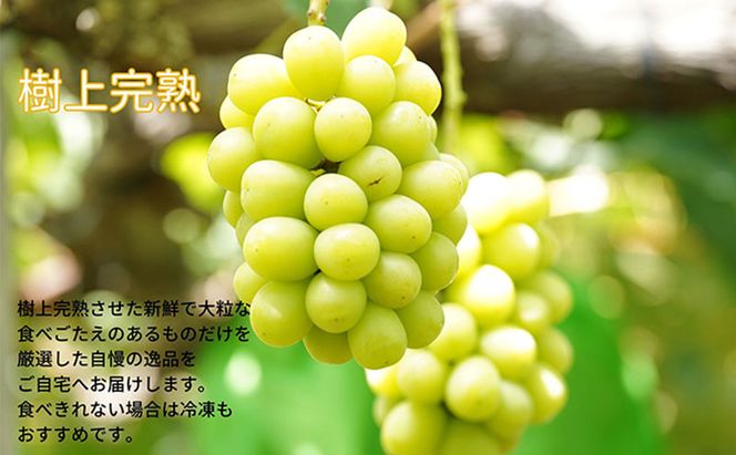 厳選 シャインマスカット・ニューピオーネ 2房 合計1.0kg以上 詰合せ 産地直送 朝採れ ぶどう 葡萄 Kawahara Green Farm 岡山県産 2026年 先行予約