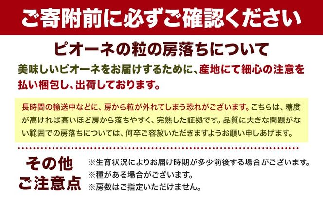 紀州和歌山産 ピオーネ 約2kg 3房-5房 魚鶴商店 《8月下旬-9月上旬頃出荷》 和歌山県 日高川町 フルーツ ぶどう 巨峰 2kg 和歌山県産 送料無料---wshg_cuot68_8g9j_24_18000_2kg---