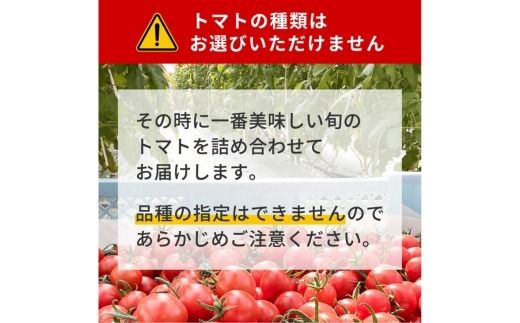 完熟トマト食べ比べセット1kg 約3種類のトマト 美味しさ選別 ｜とまと トマト 減農薬 野菜 やさい 人気 新鮮 産地直送 直売 フルーツトマト 甘い 高糖度 完熟 リコピン ビタミン ダイエット 美容 美肌 愛知県 美浜町 ※2026年1月上旬～5月下旬頃に順次発送