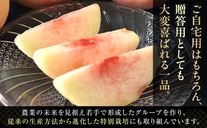 ［2026年発送分］［桃！数量限定先行予約！］川中島白桃 約2kg 6個入 100個に1個の厳選品 こだわり農家厳選！［KG33］ 303446_XM90033