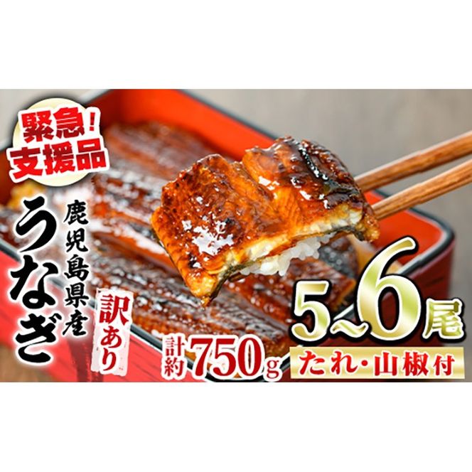 【0184359a】【緊急支援品】＜訳あり＞鰻の蒲焼き(無頭)(5～6尾・計約750g・タレ、山椒付) うなぎ ウナギ 鰻 国産 蒲焼 蒲焼き たれ 鹿児島 ふるさと 人気 支援 【アクアおおすみ】