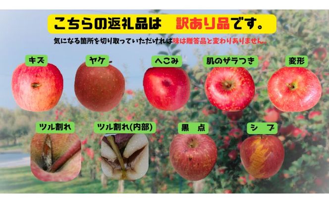 【5月発送クール便】 白熊 訳アリ家庭用シナノスイート 約5kg スマートフレッシュ 糖度13度【青森りんご 果物 フルーツ 果物類 デザート 食後 おやつ 青森のりんご 】