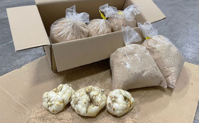 【規格外】十勝幕別 忠類ゆり根 1kg（M～2L）6～10玉［JA忠類］9月～3月発送限定【 北海道 幕別町 忠類 十勝 高級食材 お正月 料理 訳あり 】 野菜 ゆりね 北海道産 ワケあり
