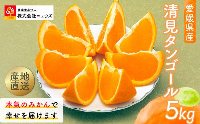 【先行予約】産地直送！愛媛県産清見タンゴール 5kg（2027年2月上旬より順次発送） IKTF022
