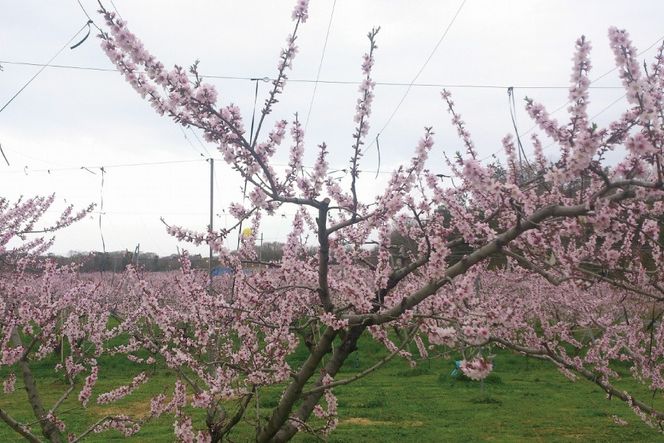 2026年産 先行予約 桃 加東市産『やしろの桃』3kg 【お届け：2027年7月中旬～8月上旬】[フルーツ 果物 もも] ３kg 